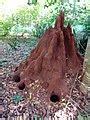 categorytermite mounds  africa wikimedia commons