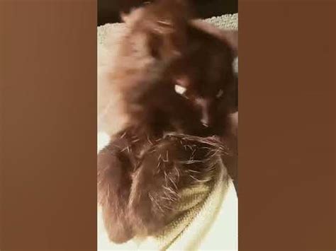 ДОЧКА МОЕГО КОТА ШАУРМА!!!😟😟😟😟🤤🤤🤤 - YouTube