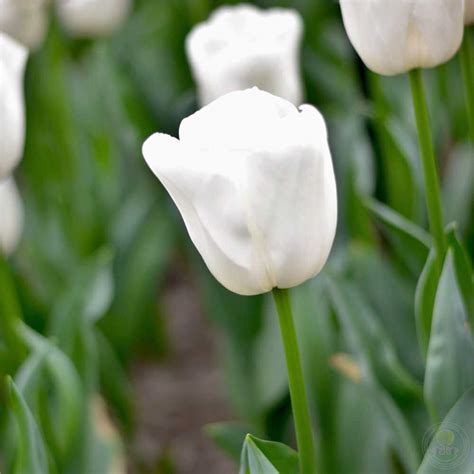 Тюльпан Апдейт (Tulipa Update) купить луковицы в Москве по низкой цене ...