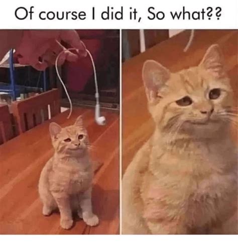 rcatmemes