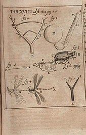 Anton Van Leeuwenhoek Discovery