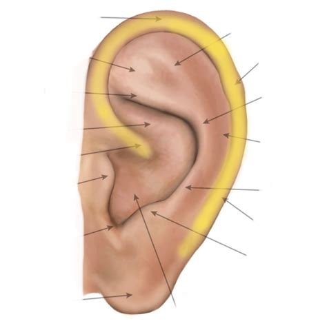 auricular structures and points from CAM Diagram | Quizlet