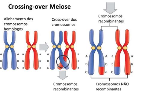 crossing-over meiose | Cromossomos homologos, Meiose, Enem