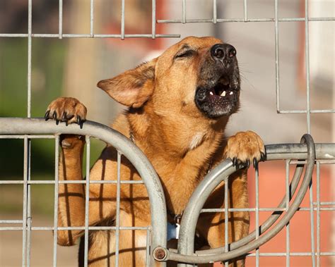 How to Train a Reactive Dog: A Beginner’s Guide