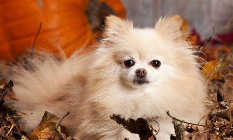 How Often Do Pomeranians Need To Be Groomed