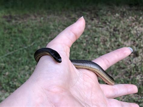 Juvenile glossy crayfish snake (Regina rigida) found near my home! A
