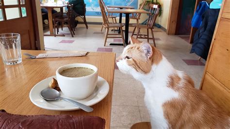 I gasped when I saw this cat in the restaurant and everyone looked at