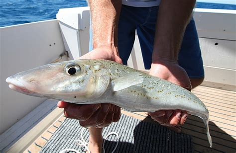 metro west coast demersal closure alternatives part  ilovefishing