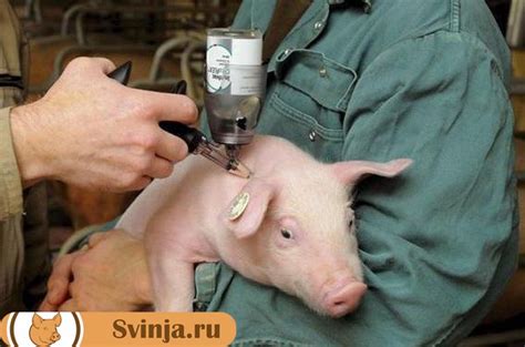 Стимуляторы Роста Свиней: основные характеристики.