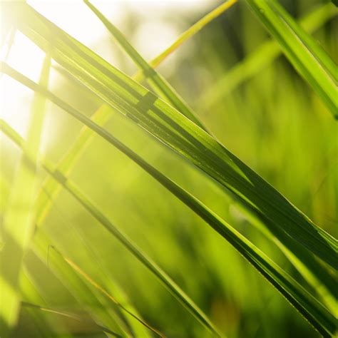 cranbourn scents botanicals olfactory journeys