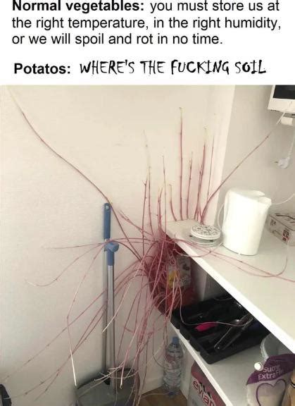 Where's the fucking soil? : r/potato