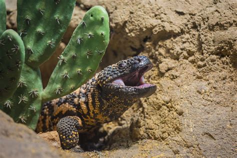 10 Gripping Gila Monster Facts