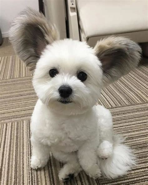 Fotos Fofas De Cachorros