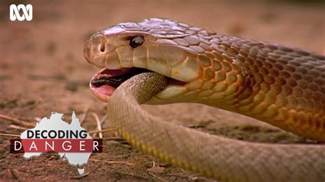 10 Venomous Snakes In Australia A-Z Animals, 53% OFF