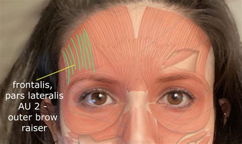 Face, FACS & Beyond 1002 – CAVE Academy