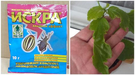 Искра двойной эффект – защита от насекомых вредителей, способ применения