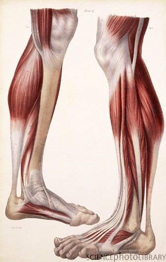 Artistic Anatomy | Anatomy for artists, Human anatomy art, Anatomy art