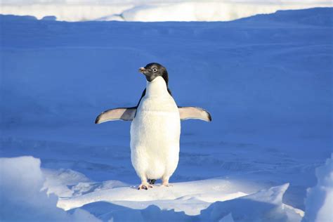 🐧 Le pingouin comme Animal Totem: Symbole et Signification