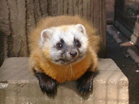 a yellow and white animal sitting on top of a cement block