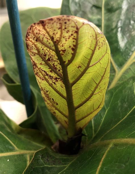 Herbal Plants For Edema at Christy Calvin blog