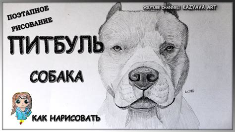 Как нарисовать собаку породы Питбуль карандашом. Рисую морду поэтапно ...