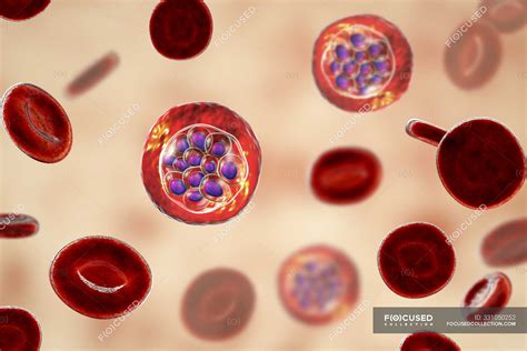 plasmodium vivax protozoa  red blood cells digital illustration