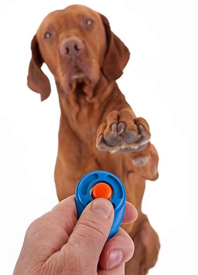 Clicker Training Dogs: How to Clicker Train a Dog