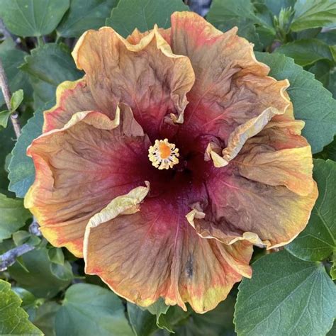 Tropical Hibiscus 'Voodoo Magic' - 4" pot – SunSoul Creations