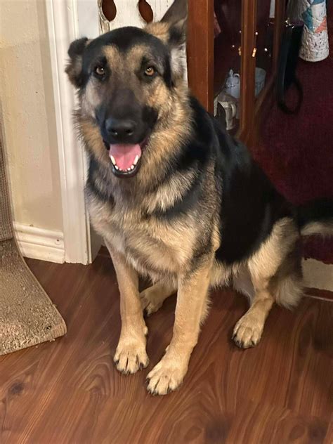 Lost & Found Pets... - Lost & Found Pets in Lindale, TX Area