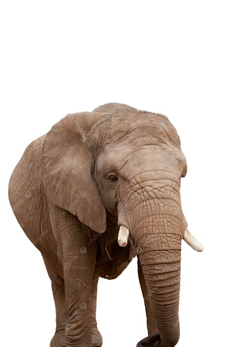 African Savanna Elephant Namibia Eco Tourism Mammal, Survival, Skin