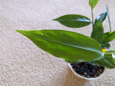 Shampoo Ginger -whats happening? : r/plantclinic