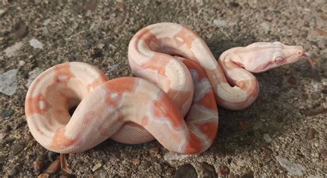 Coral Albino Boa Constrictor