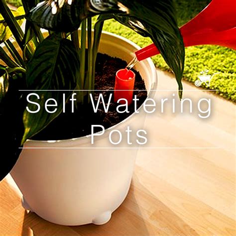 Self Watering Pots – myBageecha