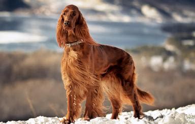 Irish Setter Breed Profile: Things to Know Before Adopting a Irish Setter