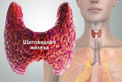 Лечение щитовидной железы народными средствами | Книга Здоровья