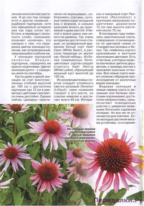 Цветы в саду и дома 7 2015 * Переделки.Ру