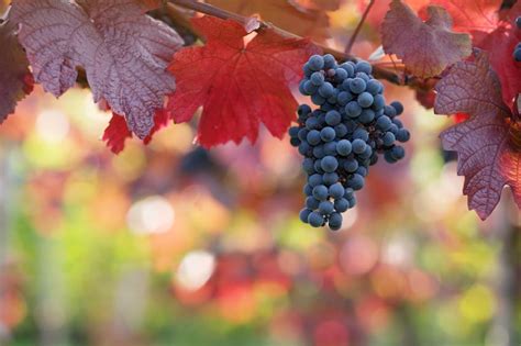identifying common climbing vines  comprehensive guide lovetoknow