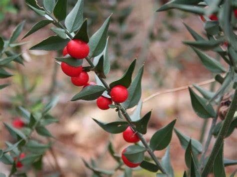 Le Fragon : Tout Savoir Sur Ce Petit Houx Des Bois