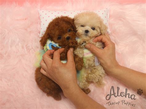 How Much Is Teacup Poodle