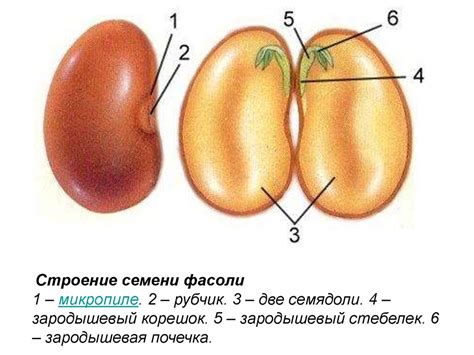 Генеративные органы цветковых растений - презентация онлайн
