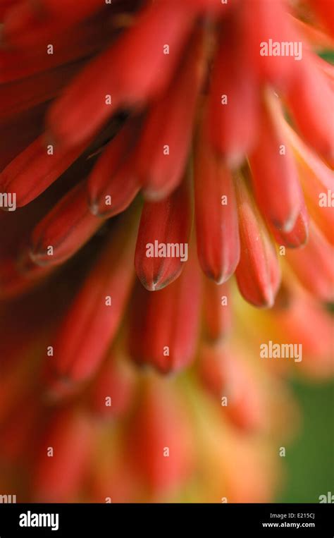 Red Hot Poker flower Stock Photo - Alamy