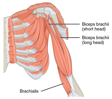dumbbell bicep exercises  ultimate growth