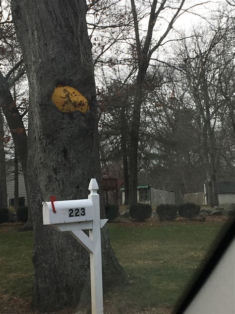 This tree has nearly swallowed an entire "Slow Children" sign.. : r