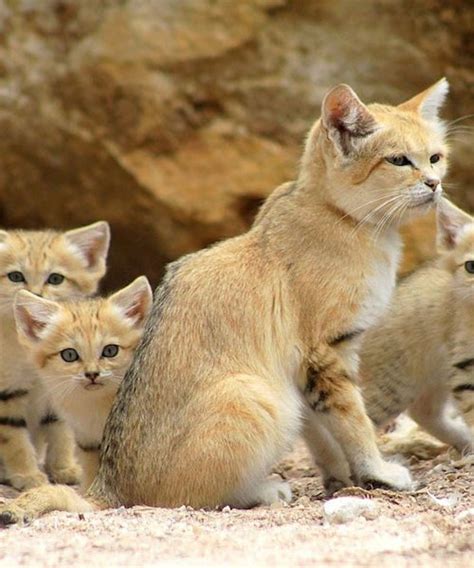 haiwan haiwan comel  hampir pupus