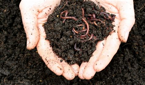 Por Que A Minhoca Tem 5 Corações? | Mundo Ecologia