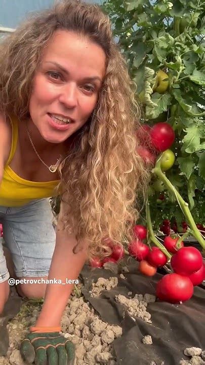 Будем собирать урожай 🤗🤗🤗#урожай #огород #жизньзагородом #дача - YouTube