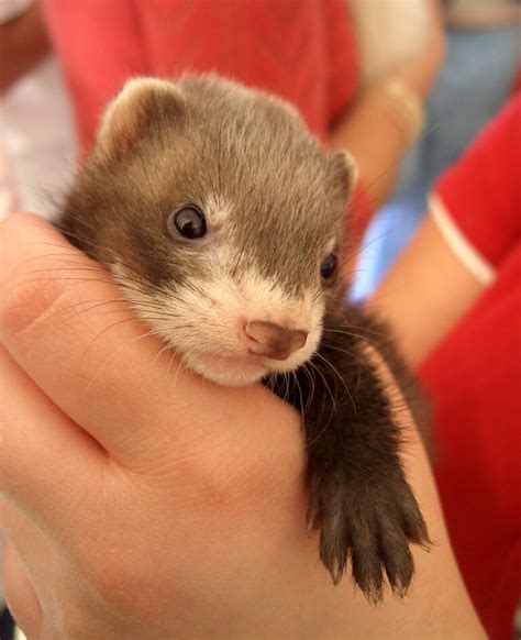 Baby Ferrets (A Complete Guide) | DIY Ferret