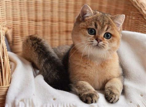 Кот золотая шиншилла - картинки и фото koshka.top