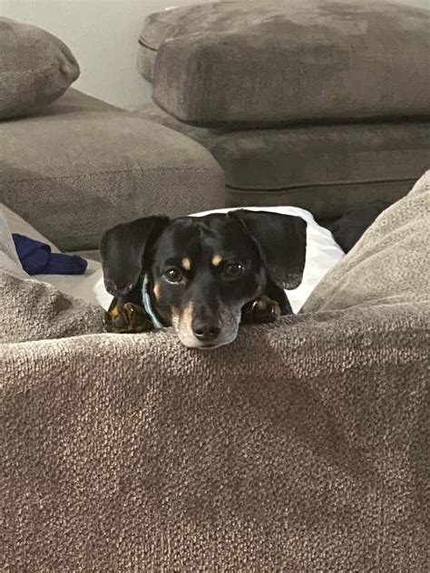 my handsome boy Chow Chow (chowder) : r/Dachshund