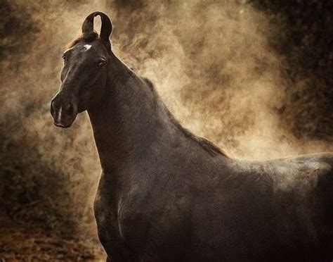 Марвари: самые загадочные лошади | Horses, Horse photography, Marwari ...